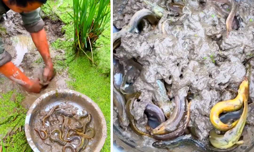 Vét bùn bắt cá chạch trên ruộng lúa