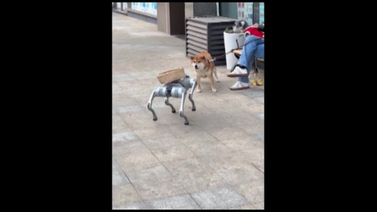 Chó robot 'bỏ của chạy lấy người' vì gặp chó thật