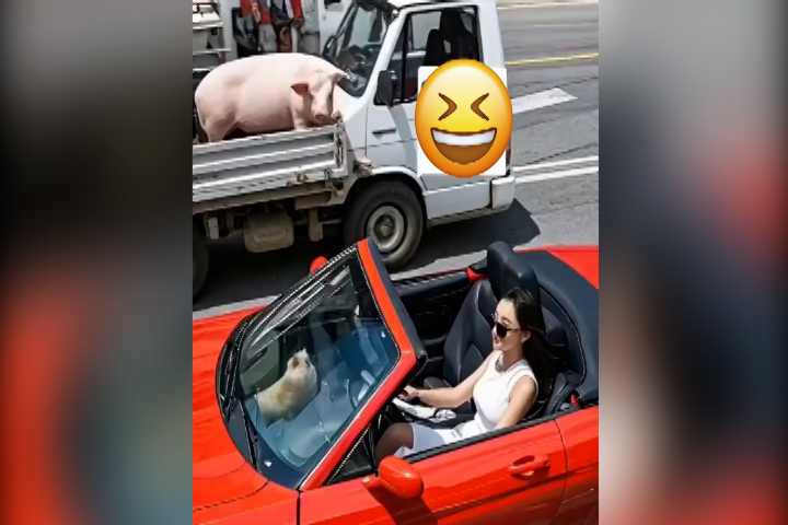 Lợn phóng qua xe mui trần tìm người đẹp