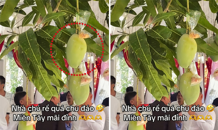 Nhà chú rể treo muối ớt cạnh quả xoài trên cây đãi khách