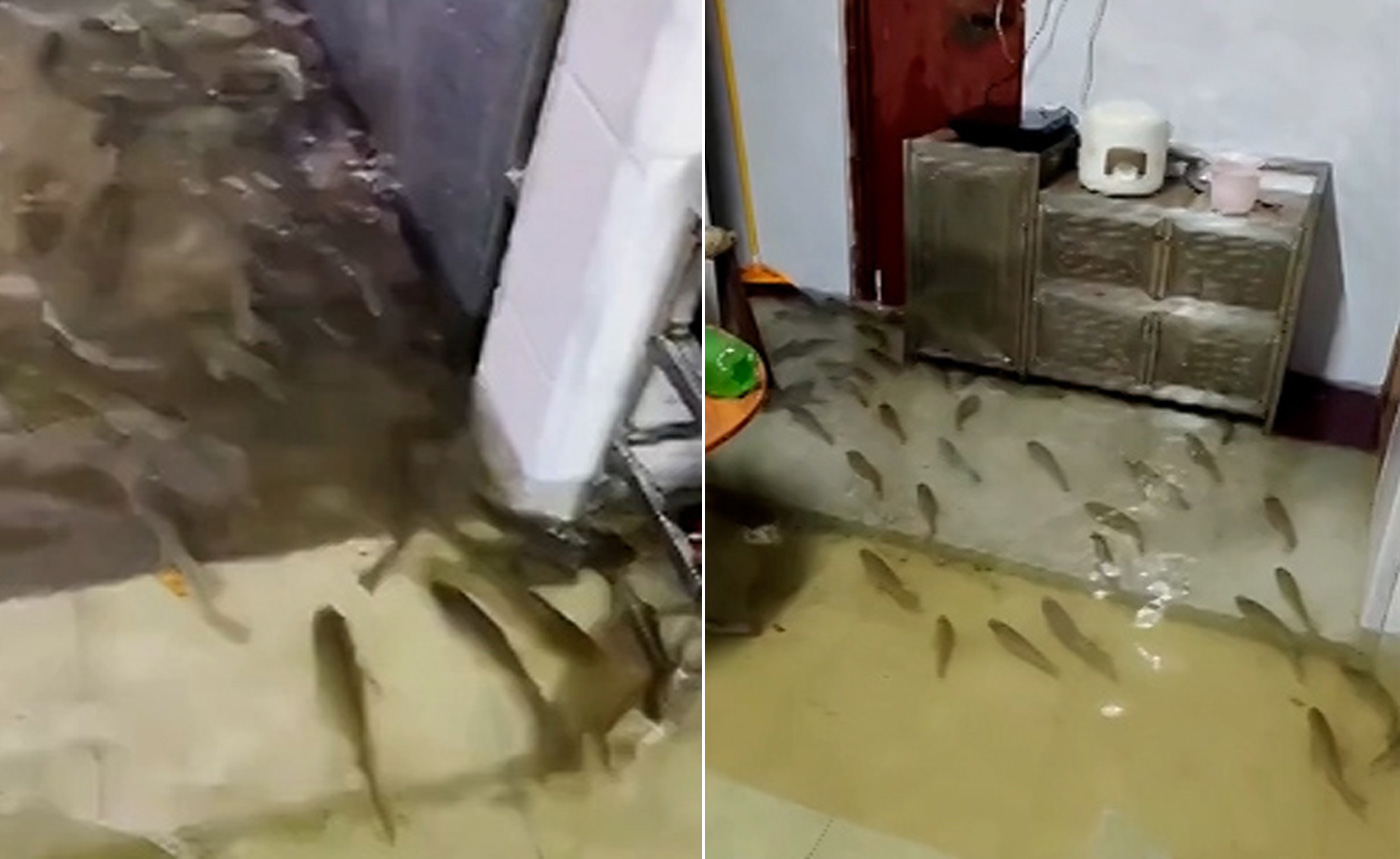Hàng trăm con cá tràn vào nhà dân sau mưa lớn