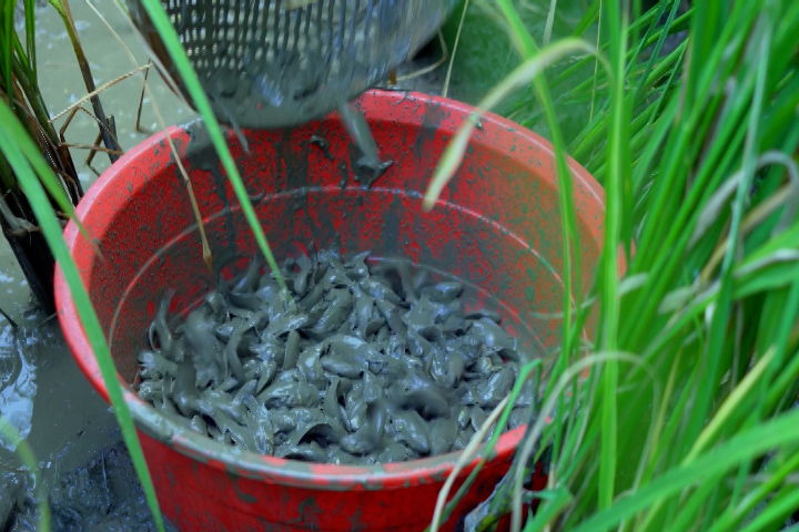 Hốt trọn ổ cá rô trên ruộng cạn