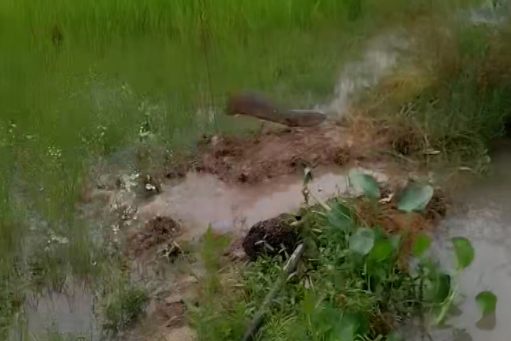 Cá lóc dùng khinh công bay từ đồng ruột ra sông rộng