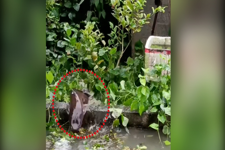 Cá trê khủng 'vượt ngục' khỏi hồ