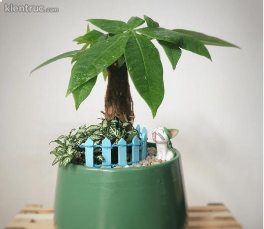cây kim ngân hợp mệnh gì