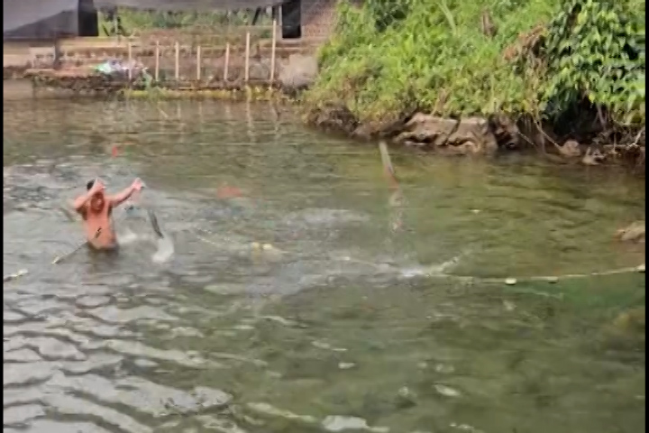 Đàn cá chày, cá bỗng bay như chim