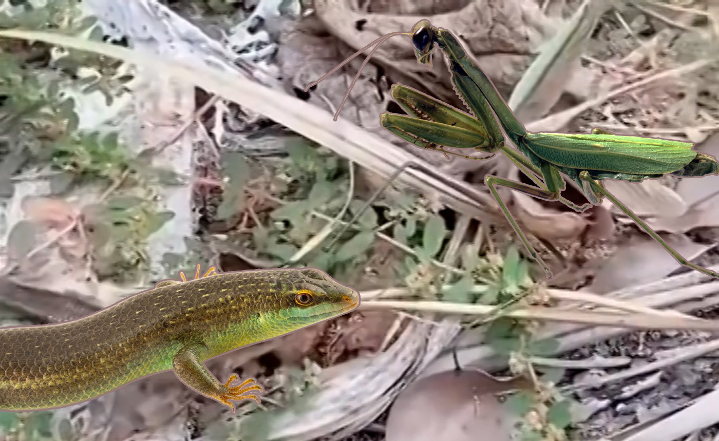 Rắn mối đại chiến bọ ngựa